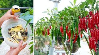 Tips for growing Chili in plastic bottles with many fruits and for year round harvest