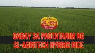 Gabay sa Pagtatanim ng SL Hybrid Rice  | Pagpili ng binhi, Pag Aabono, Pagkontrol sa Damo at insekto