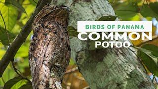 Common Potoo (Nyctibius griseus)