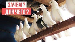 Зачем режут крылья Бакинским голубям? Для чего?