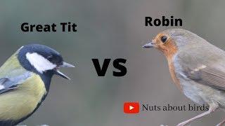 Great Tit VS Robin