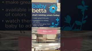 Baby betta fish at Petco