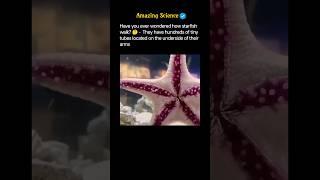 How do starfish walk? #fact #starfish #animalfacts