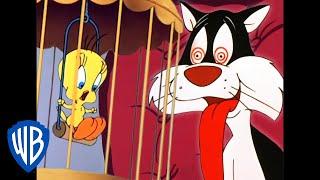 Looney Tuesdays | Tweety and Sylvester's Adventures | Looney Tunes | WB Kids