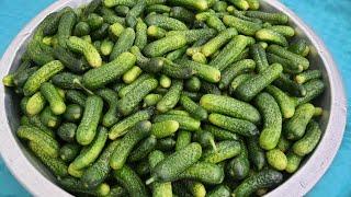 I've been making pickles with this recipe for years!! Gherkin Pickle Recipe That Doesn't Melt!!