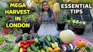 Organic Kitchen Garden Harvesting in UK | MASSIVE DESI VEGETABLE HARVEST London #gardentour #harvest