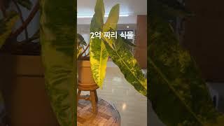 식물사느라 그지된썰 풉니다 #몬스테라알보 #plants #monsteraalbo #반려식물 #알보의왕 #garden #alocasia #식물 #monstera