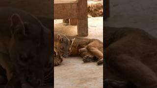 Fossa: The Fearsome Predator of Madagascar | Unbelievable Animal Shorts