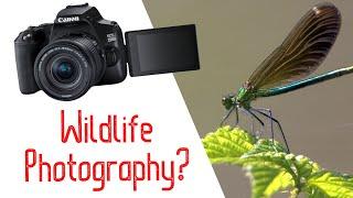 How Good is the Canon 250D for Wildlife Photography? | Rebel SL3 Review | Wildlife Photography