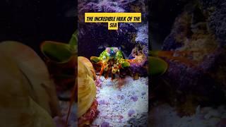 How powerful is a mantis shrimp punch? #shorts