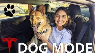 Tesla Dog Mode & Fun with Pets