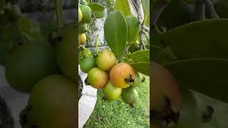 Harvesting Strawberry Guava in Cape Coral Florida #guava #garden ing