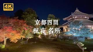 【Kyoto Solo Trip】More Charming at Night! Exploring the Allure of Autumn Leaves in Kyoto After Dusk