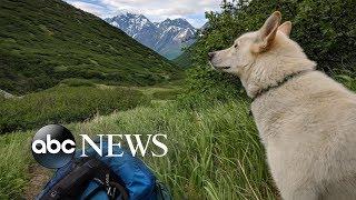 Deaf, injured hiker credits survival with dog that appeared out of nowhere