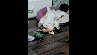 #корги #helenlin1 #смешныеживотные #коргищенки #юмор  #funnydog#смешныекорги #релакс #озвучка