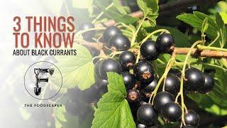 Three things to know about blackcurrants