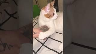 А ему всего полгода #демон #зверь #кот #котики #пушистые #пушистыйдруг