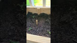 Raised bed day 4 UPDATE! Already sprouting! #raisedbedgardening #beginnergardening #diy #gardening