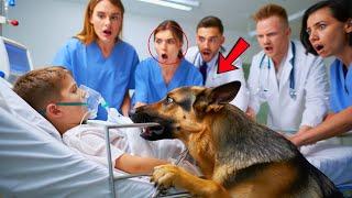 Retired K9 Refused to Leave Boy’s Bed and Bit the Frame — Then Doctors Made a Shocking Discovery