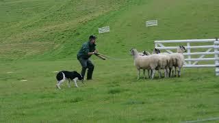 David Cole - Sanduck Moss (Pen and Single. 2017 International Sheep Dog Trials. Qualifying)