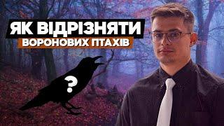 Як відрізняти воронових? Крук, ворона, ворон, сорока, сойка, галка, грак та інші