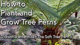 Tree Fern Care - Planting Dicksonia Antarctica - PLUS Watering, Fertilizer and General Care