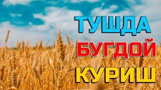 Туш табири - Тушда бугдой куриш