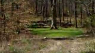 Whispering Tree, sacred meeting place of the Chickasaw Tribe