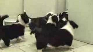 Puppies stalk cat