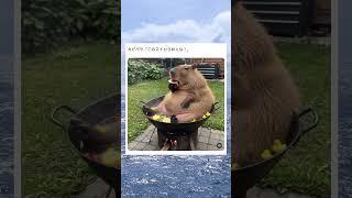 スイカを貪るカピバラwwwww#おもしろ #面白い #twitter #tiktok #2ch #5ch