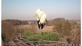 Die Storchensaison hat begonnen! Storchennest Altlandsberg  09.03.2025 (Storchenkamera)