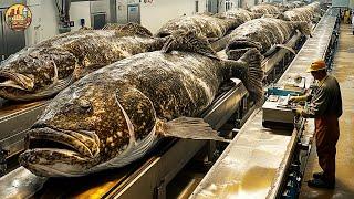 Grouper Farming - How Farmers Breed Millions of Giant Grouper Every Year