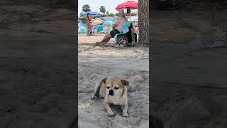 Relaxen am Strand mögen nicht nur Menschen