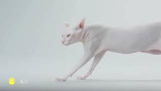 Новинка! Влажный корм для кошек Fluffy Love 