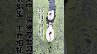 見世間恩情綿延，生命相托 #親情 #親子 #正能量 #溫馨 #感動 #快樂生活 #心靈暖流