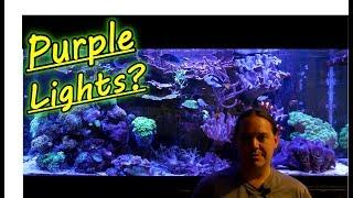 Why I Run My Reef Tank Lights Purple