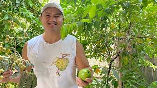 Tropical Fruits Ripening in the Fresno/Visalia Area