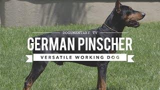 ALL ABOUT GERMAN PINSCHER: VERSATILE WORKING DOG