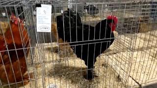 Nebraska State Poultry Show 2019