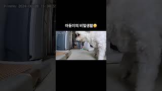 마이펫의 이중 생활 