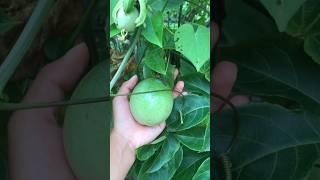 passion fruit #passion #nature #tiktok #fruit #feed #shorts #youtubeshorts #viral #viralvideo #relax