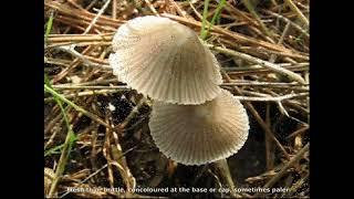 Mycena leptocephala. Champimaginatis. English Text.