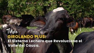 Girolando Plus: El Sistema Lechero que Revoluciona el Valle del Cauca -TvAgro por Juan Gonzalo Angel