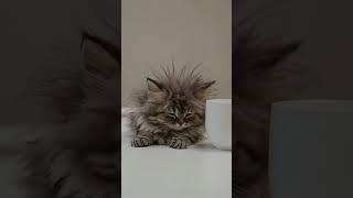 This Is Not My Hour ‍ #Fyp #Viral #Fluffy #KittenLove #Catsoftiktok #CoffeeFirst #TooEarly #Sleep