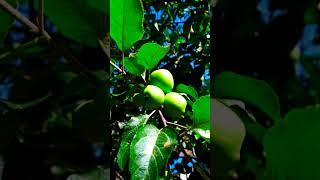 Gift of Nature#apple#fruit#viralvideo#shorts