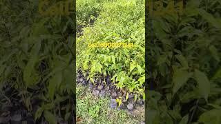 2025 New Year Agarwood Plants available|| Agarwood nursery in Assam #agartree