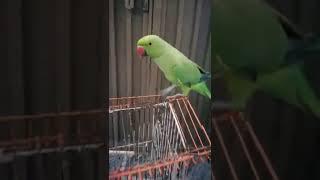 Khursheed World#shorts # mithu videos # parrots vlog# subscribe to my channel#