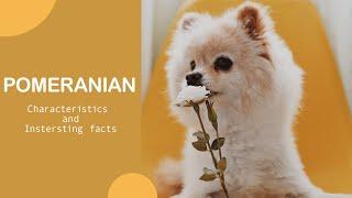 The Pomeranian Dog 101 - Characteristics and more information - Top Dog Facts