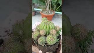 Cactus Babies Everywhere! Time to Replant! #shorts #cactus #propagation