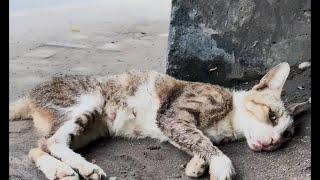 The cat lying on the roadside, we thought she was dead